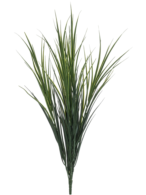 Grass D 28 H 65 cm - PlantenShop24 - 09-09-2025