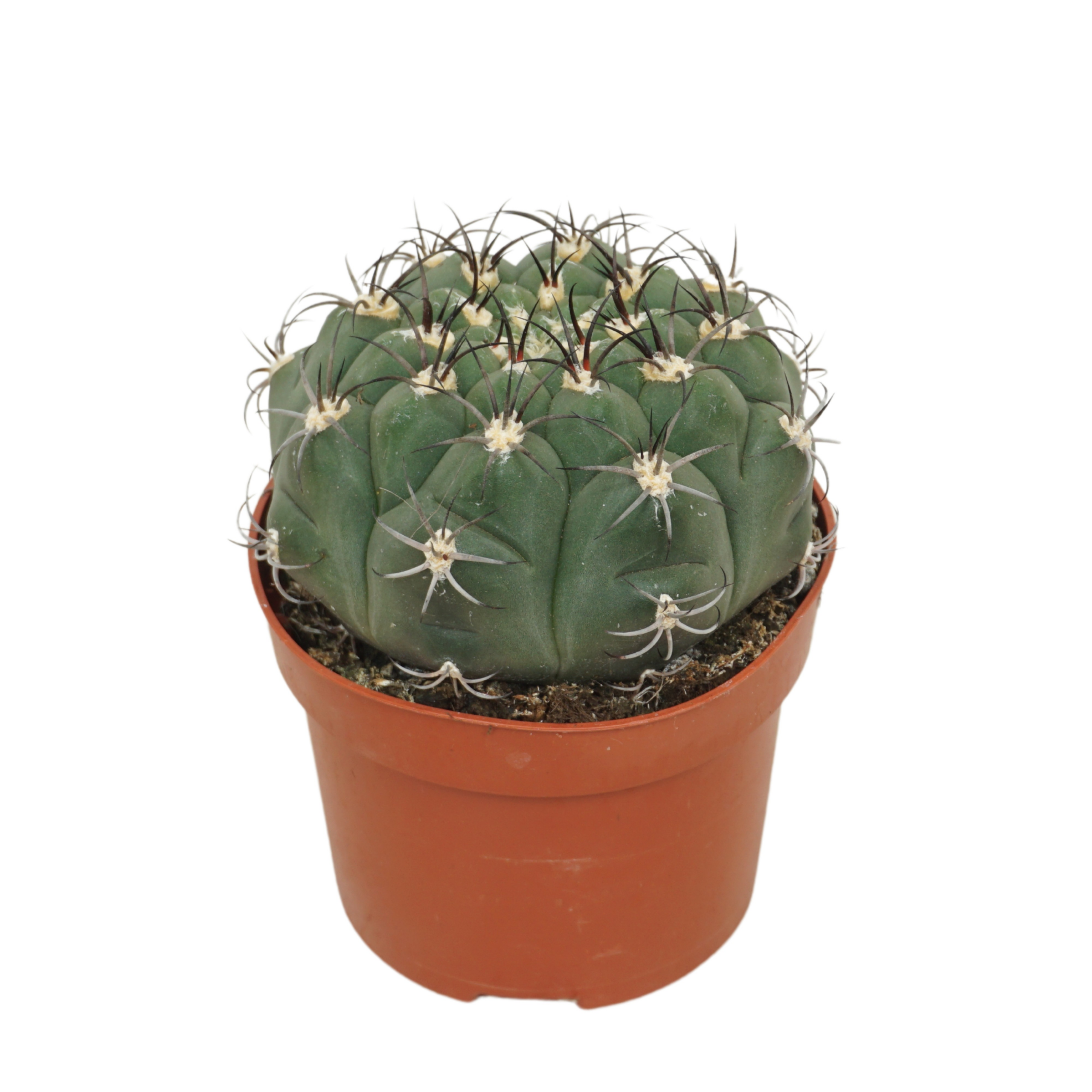 Gymnocalycium Saglionis D 12 H 15 cm - PlantenShop24 - 03-01-2025