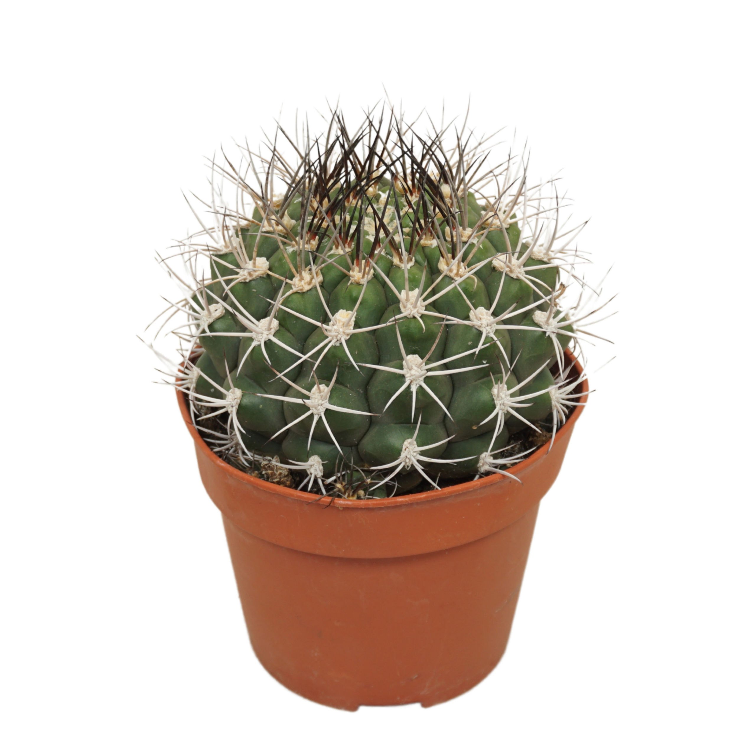 Gymnocalycium Saglionis D 15 H 17 cm - PlantenShop24 - 07-01-2025