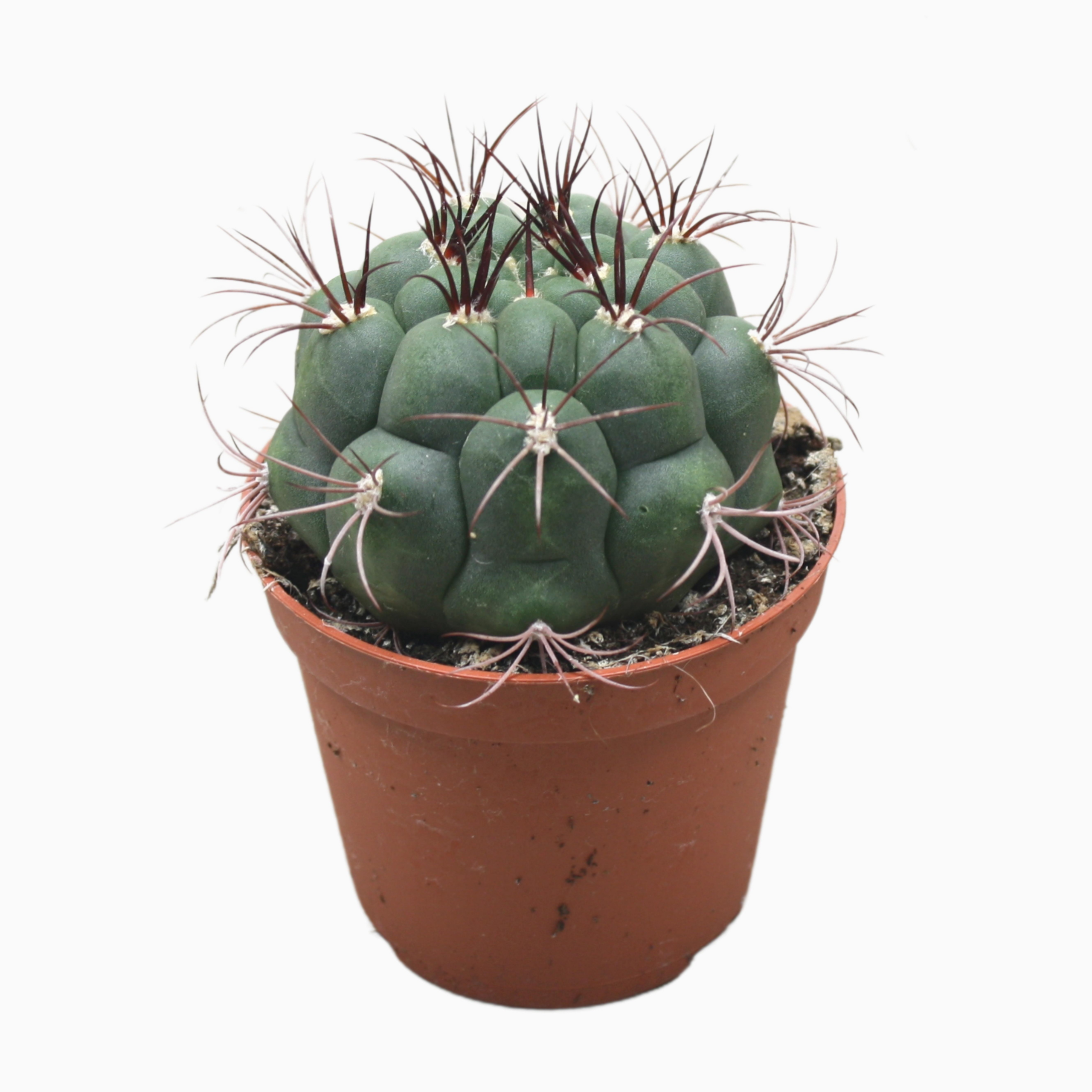 Gymnocalycium Saglionis D 8 H 12 cm - PlantenShop24 - 17-12-2024