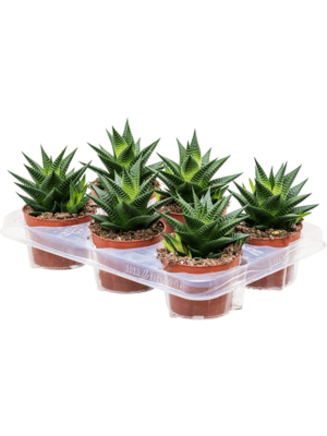 Haworthia Limifolia D 11 H 15 cm - PlantenShop24 - 15-05-2025