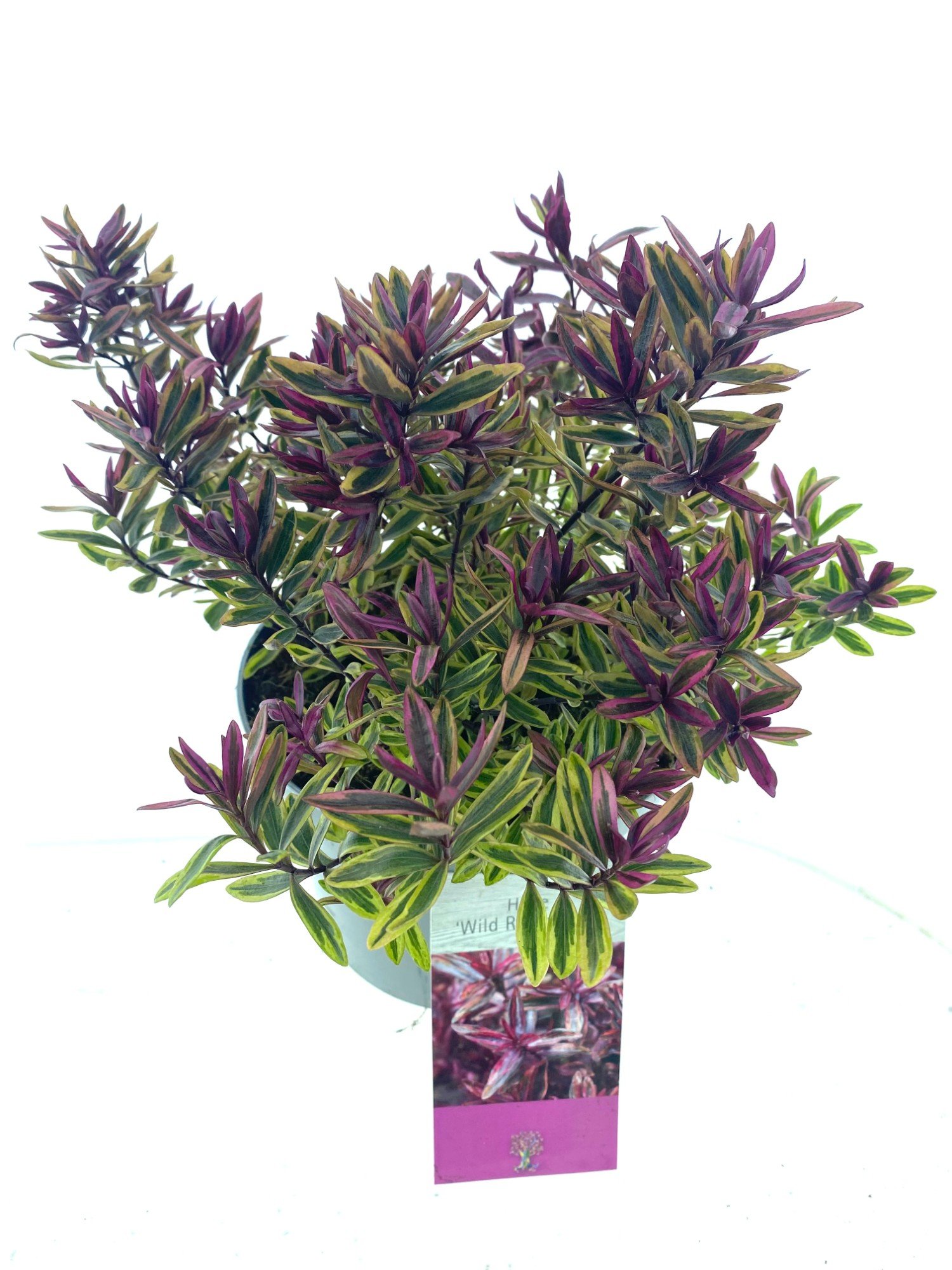 Hebe Wild Romance D 17 H 25 cm - PlantenShop24 - 26-03-2025