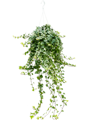 Hedera Helix Wonder D 24 H 90 cm - PlantenShop24 - 02-06-2025