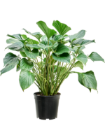 Homalomena Rubescens Maggy D 24 H 75 cm - PlantenShop24 - 27-05-2025