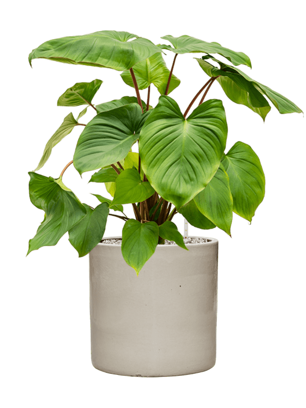 Homalomena Rubescens Maggy In Cylinder D 24 H 73 cm - PlantenShop24 - 27-05-2025