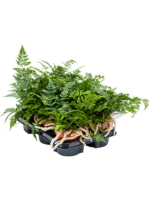 Humata Tyermannii D 12 H 25 cm - PlantenShop24 - 08-01-2025