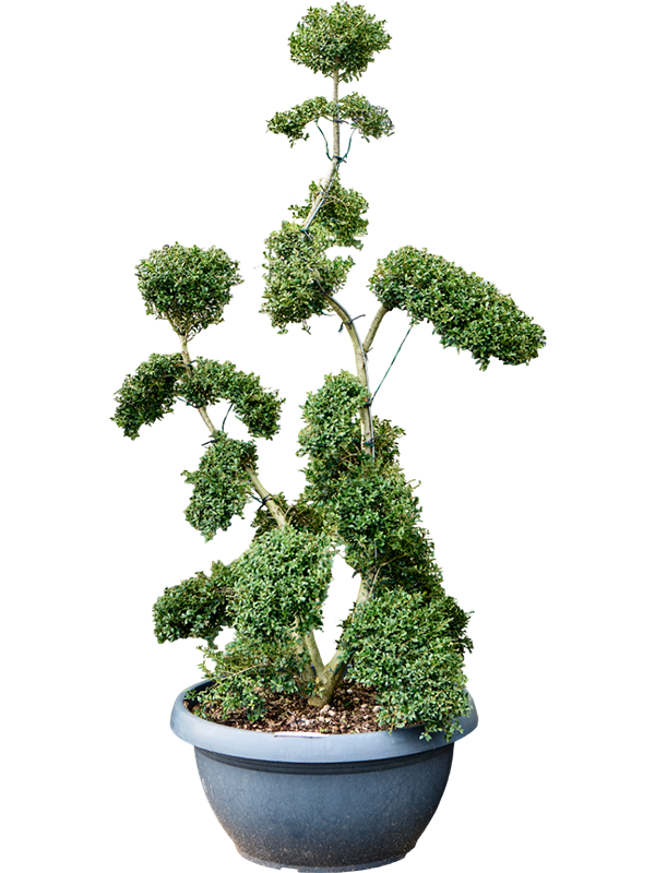 Ilex Crenata Kinme D 70 H 190 cm - PlantenShop24 - 13-05-2025