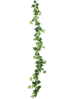 Ivy H 180 cm - PlantenShop24 - 17-10-2023