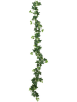 Ivy H 180 cm - PlantenShop24 - 17-10-2023