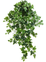 Ivy H 70 cm - PlantenShop24 - 15-05-2025