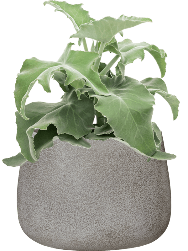 Kalanchoe Beharensis In Antwerp D 19 H 48 cm - PlantenShop24 - 22-04-2025