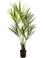 Kentia D 17 H 140 cm - PlantenShop24 - 15-05-2025