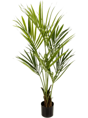 Kentia D 17 H 140 cm - PlantenShop24 - 13-09-2024