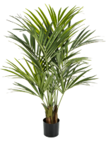 Kentia D 17 H 140 cm - PlantenShop24 - 17-10-2023