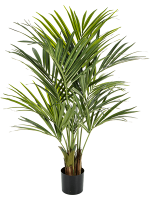 Kentia D 17 H 140 cm - PlantenShop24 - 17-10-2023