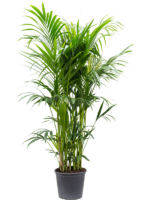 Kentia Howea Forsteriana D 32 H 180 cm - PlantenShop24 - 06-05-2025