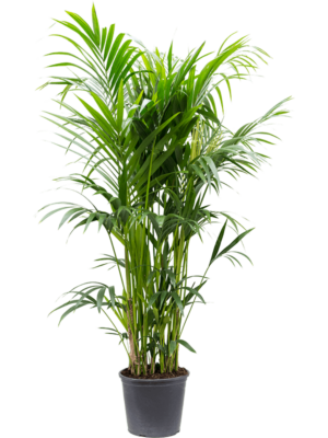 Kentia Howea Forsteriana D 32 H 180 cm - PlantenShop24 - 06-05-2025