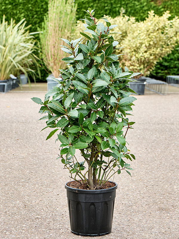Laurus Nobilis D 25 H 100 cm - PlantenShop24 - 07-03-2025