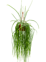Lepismium Bolivianum D 30 H 80 cm - PlantenShop24 - 25-11-2024