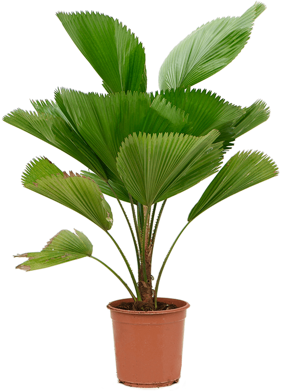 Licuala Grandis D 25 H 100 cm - PlantenShop24 - 17-04-2025