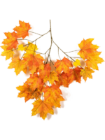 Maple H 80 cm - PlantenShop24 - 26-11-2024