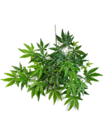 Maple Japanese H 63 cm - PlantenShop24 - 08-01-2025