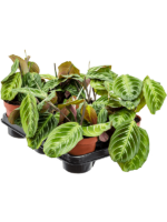 Maranta Leuconeura Exclusive Dark D 12 H 35 cm - PlantenShop24 - 03-01-2025