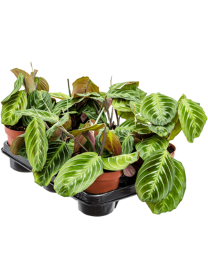 Maranta Leuconeura Exclusive Dark D 12 H 35 cm - PlantenShop24 - 03-01-2025