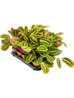 Maranta Leuconeura Fascinator D 12 H 35 cm - PlantenShop24 - 03-01-2025