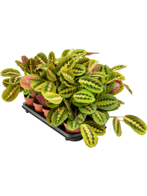 Maranta Leuconeura Fascinator D 12 H 35 cm - PlantenShop24 - 03-01-2025