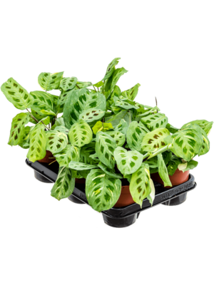 Maranta Leuconeura Fiesta D 12 H 35 cm - PlantenShop24 - 03-01-2025