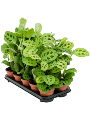 Maranta Leuconeura Kerchoveana D 12 H 35 cm - PlantenShop24 - 03-01-2025