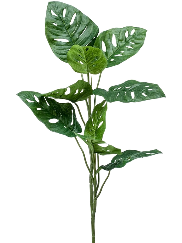 Monkey Leaves D 18 H 75 cm - PlantenShop24 - 31-01-2025