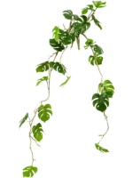 Monstera D 25 H 80 cm - PlantenShop24 - 11-11-2024