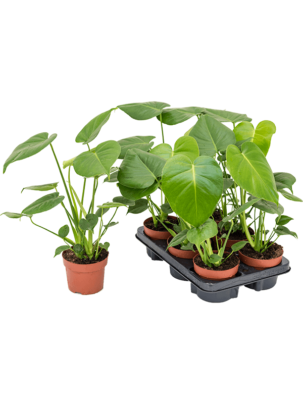 Monstera Deliciosa D 12 H 45 cm - PlantenShop24 - 10-02-2025