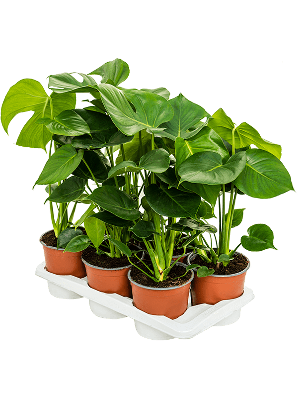 Monstera Deliciosa D 17 H 65 cm - PlantenShop24 - 21-01-2025