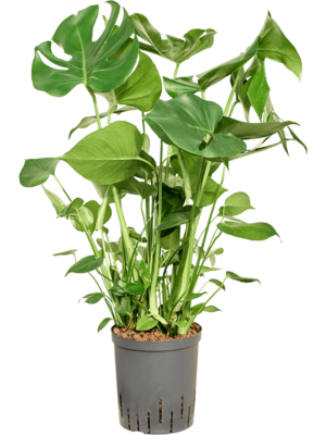 Monstera Deliciosa D 18 H 60 cm - PlantenShop24 - 16-04-2025
