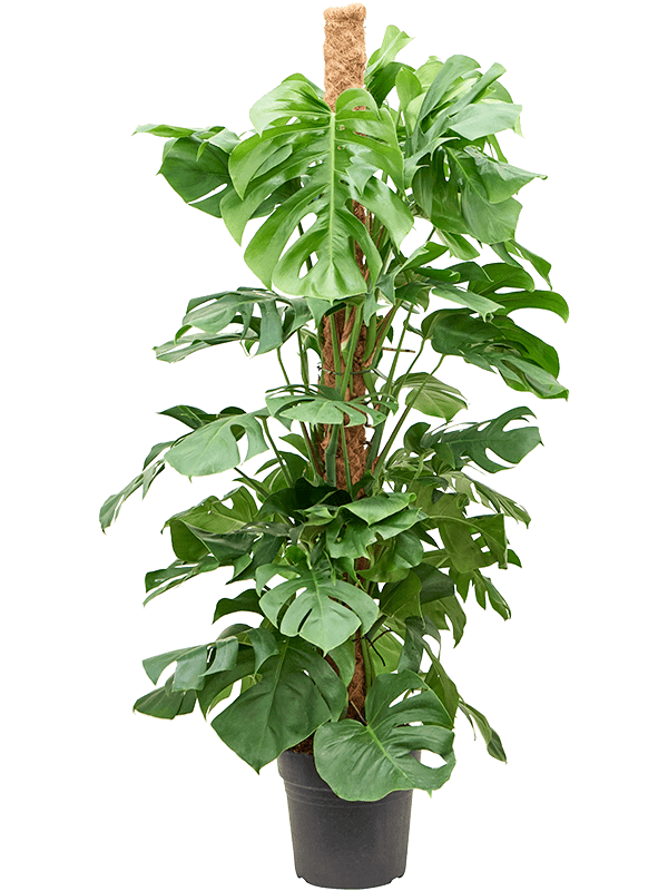 Monstera Deliciosa D 27 H 130 cm - PlantenShop24 - 06-05-2025