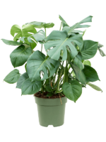 Monstera Deliciosa D 27 H 80 cm - PlantenShop24 - 10-04-2025