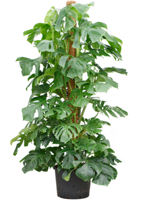 Monstera Deliciosa D 35 H 180 cm - PlantenShop24 - 13-05-2025