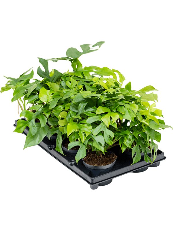 Monstera Minima D 12 H 25 cm - PlantenShop24 - 10-03-2025