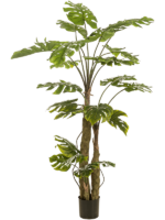 Monstera On Trunk D 130 H 180 cm - PlantenShop24 - 11-11-2024