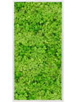 Mosschilderij D 60 H 6 cm - PlantenShop24 - 25-09-2024