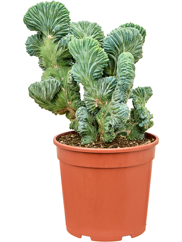 Myrtillocactus Geometrizans Cristata Strictus D 27 H 60 cm - PlantenShop24 - 06-05-2025