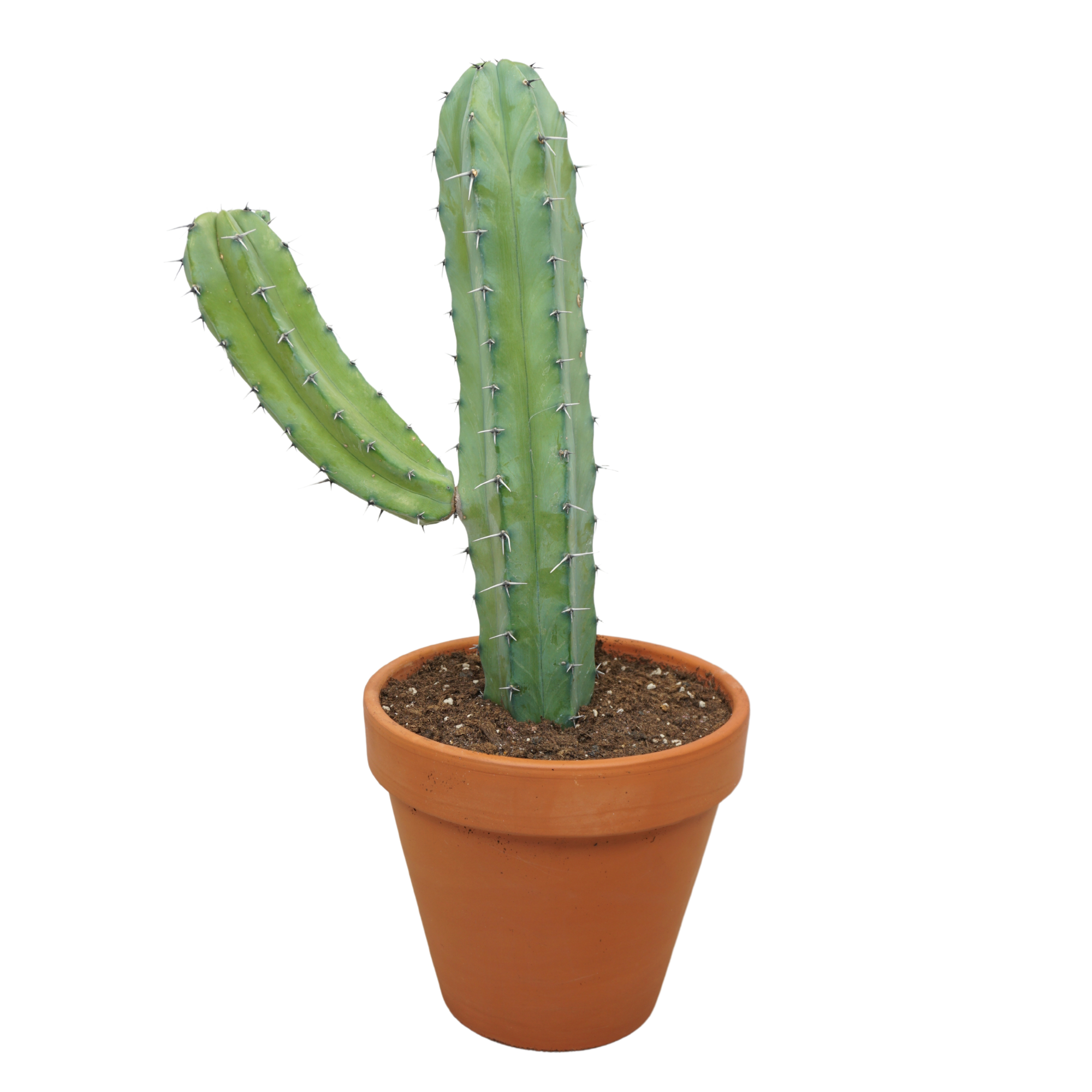 Myrtillocactus Geometrizans D 27 H 50 cm - PlantenShop24 - 19-11-2024