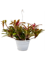 Neoregelia Nidularium Fireball D 21 H 50 cm - PlantenShop24 - 28-12-2023