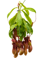 Nepenthes Alata D 14 H 50 cm - PlantenShop24 - 17-10-2023