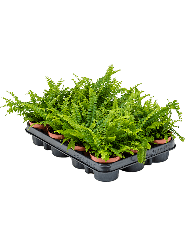 Nephrolepis Exaltata Green Lady D 9 H 20 cm - PlantenShop24 - 06-05-2025
