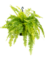 Nephrolepis Exaltata Tiger Fern D 20 H 50 cm - PlantenShop24 - 07-05-2025