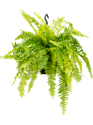 Nephrolepis Exaltata Tiger Fern D 20 H 50 cm - PlantenShop24 - 07-05-2025